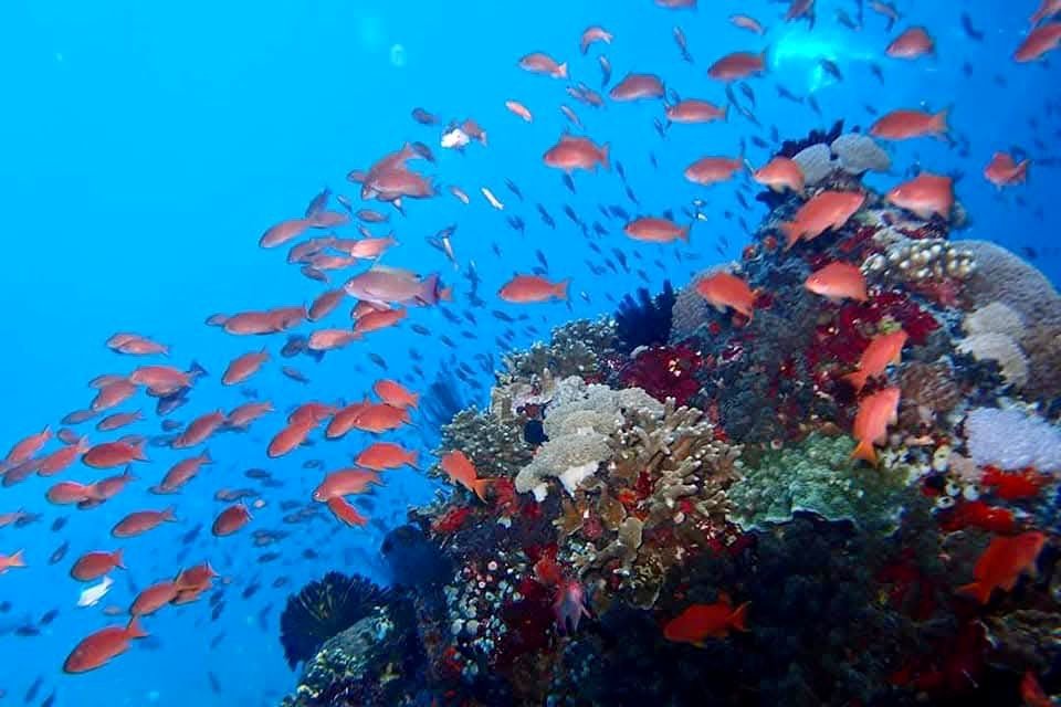 DAY CRUISE TOUR 3 POINT SNORKELING