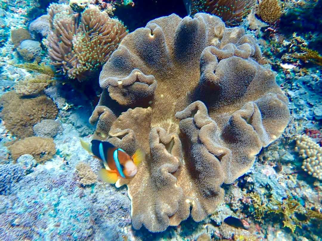 SPECIAL PACKAGE SNORKELING