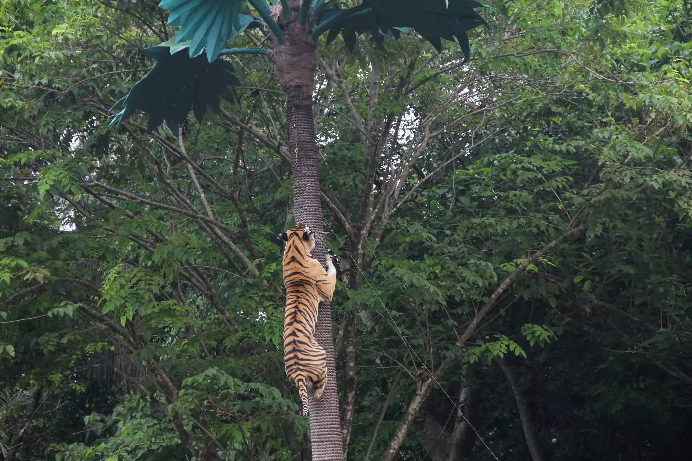 Mengunjungi Taman Safari di Bali